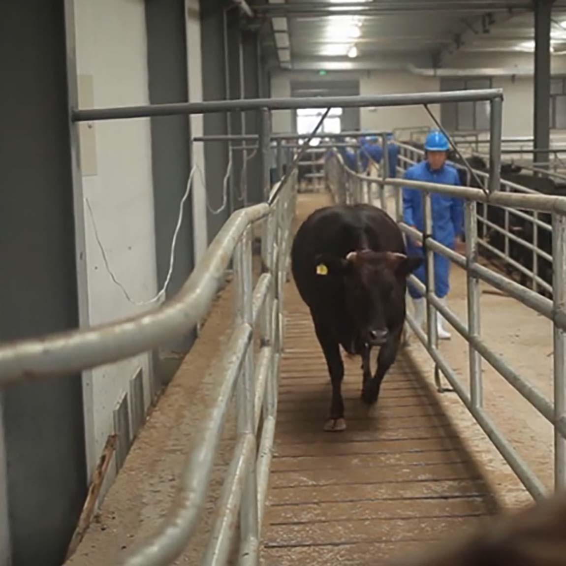 The future of slaughtering equipment