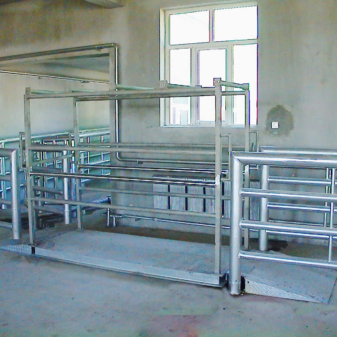 Live cattle weighing system