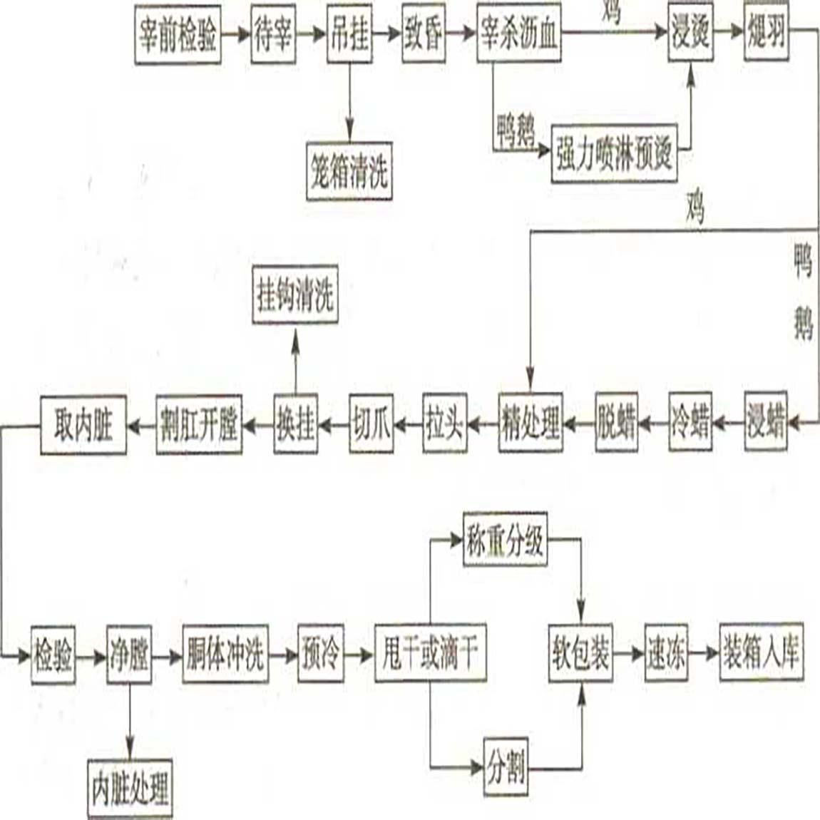 Poultry slaughter and processing technology